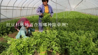 红豆杉林地适合用哪种除草剂？