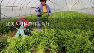 红美人柑橘苗哪里最好