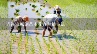 青钱柳原创苗木花卉种植方法