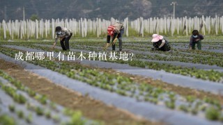 成都哪里有苗木种植基地？