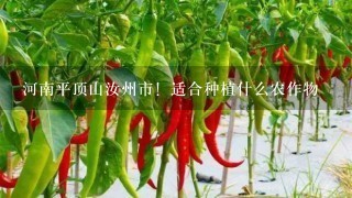 河南平顶山汝州市！适合种植什么农作物