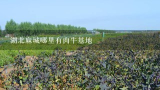 湖北麻城哪里有肉牛基地