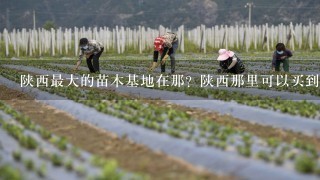 陕西最大的苗木基地在那？陕西那里可以买到树苗？陕西哪里卖红叶李？ 我是杨凌这边做绿化苗木繁育基地的。现在育有，红叶李 塔柏 大叶女贞 国槐 金叶女贞 红叶小檗 紫堇 木槿 连翘 紫叶矮樱 冬青 高山黄杨 牡丹 玫瑰 红叶碧桃 小叶女贞和1些营养钵绿化苗木，品种齐全有需要的朋友可