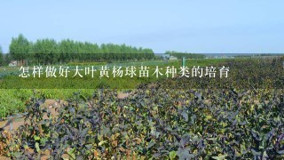 怎样做好大叶黄杨球苗木种类的培育