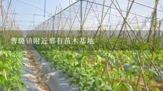 曹璐镇附近那有苗木基地