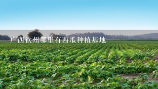 广西钦州哪里有西瓜种植基地