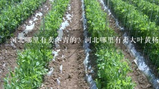 河北哪里有卖冬青的？河北哪里有卖大叶黄杨的？河北绿化苗木基地在哪？本基地常年供应河北、北京、天津绿化苗木，基地品种如下：北海道黄杨 红叶小檗 金叶女贞 棣棠 丛生丁香 扶芳藤 红王子锦带 瓜子黄杨 红叶石楠 红瑞木 蜀桧 卫矛 小龙柏 丛生紫荆 紫叶李小苗