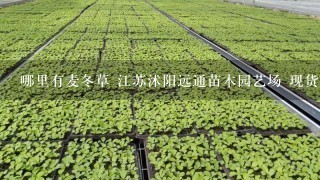 哪里有麦冬草 江苏沭阳远通苗木园艺场 现货大量