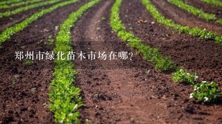 郑州市绿化苗木市场在哪？