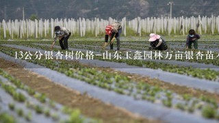 13公分银杏树价格-山东玉鑫园林万亩银杏苗木生产基地