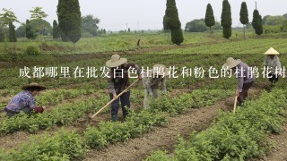 成都哪里在批发白色杜鹃花和粉色的杜鹃花树庄