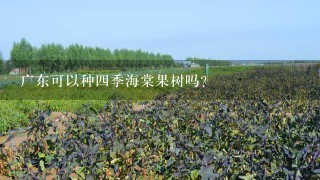 广东可以种4季海棠果树吗？