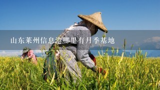 山东莱州信息港哪里有月季基地