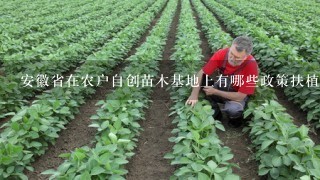 安徽省在农户自创苗木基地上有哪些政策扶植？麻烦说的详细些，尤其是在补贴上！谢谢
