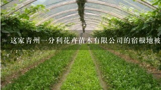 这家青州1分利花卉苗木有限公司的宿根地被系列是什么？