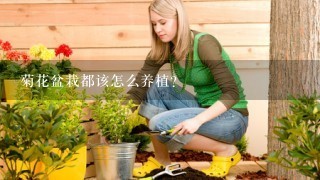菊花盆栽都该怎么养植？