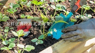 怎样正确种植北美海棠？