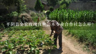 平阴县金宏玫瑰良种苗木专业合作社怎么样？