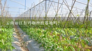 云南丽江有玛咖种植基地吗？