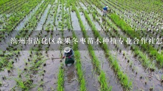 滨州市沾化区森果冬枣苗木种植专业合作社怎么样？