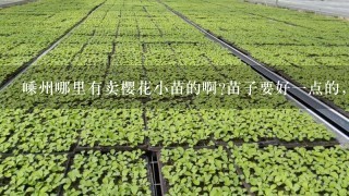 嵊州哪里有卖樱花小苗的啊?苗子要好1点的，价格稍