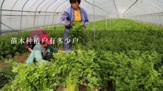 苗木种植户有多少户