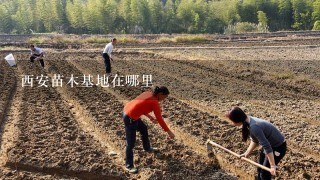 西安苗木基地在哪里