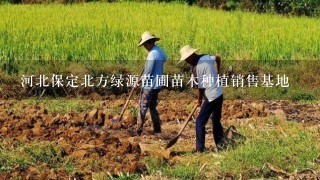 河北保定北方绿源苗圃苗木种植销售基地