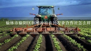 榆林市榆阳区润增种植农民专业合作社怎么样？