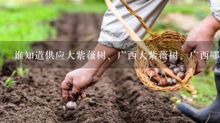 谁知道供应大紫薇树、广西大紫薇树、广西哪里有紫薇树-广西桂林市临桂桃花江源苗木基地