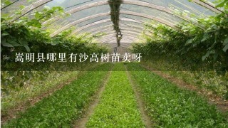 嵩明县哪里有沙高树苗卖呀