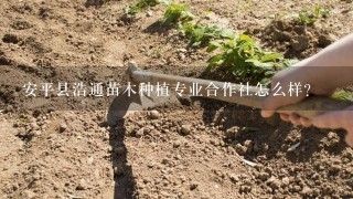 安平县浩通苗木种植专业合作社怎么样？