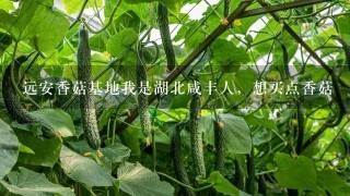 远安香菇基地我是湖北咸丰人，想买点香菇