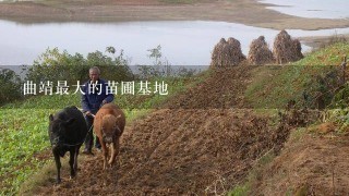 曲靖最大的苗圃基地