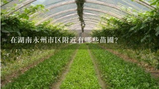 在湖南永州市区附近有哪些苗圃？