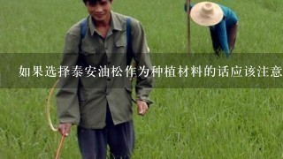 如果选择泰安油松作为种植材料的话应该注意哪些方面？