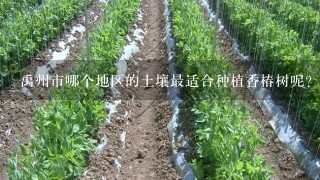 禹州市哪个地区的土壤最适合种植香椿树呢？
