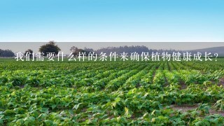 我们需要什么样的条件来确保植物健康成长？