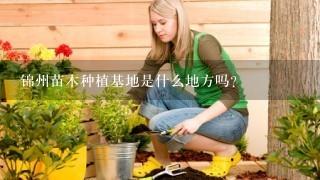 锦州苗木种植基地是什么地方吗？
