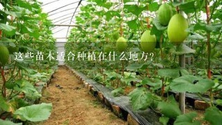 这些苗木适合种植在什么地方？