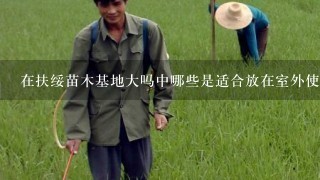 在扶绥苗木基地大吗中哪些是适合放在室外使用的