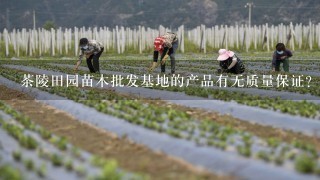 茶陵田园苗木批发基地的产品有无质量保证