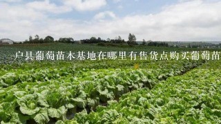 户县葡萄苗木基地在哪里有售货点购买葡萄苗木的可能性很大吗