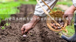 兴德苗木种植专业合作社的苗圃基地在哪里