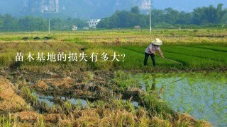 苗木基地的损失有多大