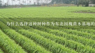 为什么选择这种树种作为东北国槐苗木基地的主体种植物