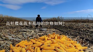 高杆樱花苗木基地的价格如何