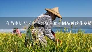 在苗木培育区中不同颜色和不同品种的花草植物都有什么作用