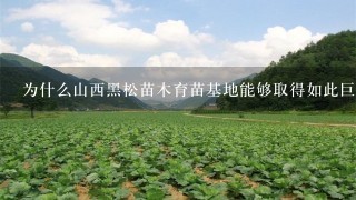 为什么山西黑松苗木育苗基地能够取得如此巨大的成功