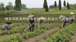 现在在陕西种植哪些树种比较适应气候条件